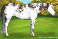 Horse Color:White Spotted Bay Splash 
