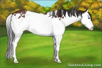 Horse Color:White Spotted Bay Splash 