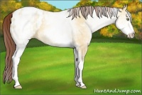 Horse Color:White Spotted Amber Champagne Dun Appaloosa 