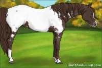 Horse Color:Liver Chestnut Sabino Near Fewspot 