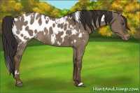 Horse Color:White Spotted Liver Red Dun Blanket Rabicano 