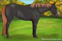 Horse Color:Liver Chestnut Varnish 