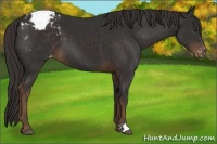 Horse Color:Liver Chestnut Appaloosa 
