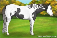 Horse Color:Smoky Black Sabino Splash Tobiano Appaloosa 