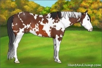 Horse Color:White Spotted Bay Splash Appaloosa