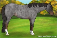 Horse Color:Liver Red Roan 