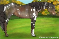 Horse Color:White Spotted Liver Chestnut 