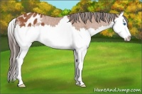 Horse Color:Bay Roan Splash Appaloosa 