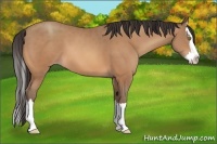 Horse Color:Amber Champagne Sabino Splash 