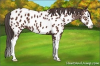 Horse Color:Bay Sabino Splash Appaloosa 
