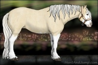 Horse Color:Silver Buckskin Roan Splash