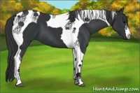 Horse Color:Black Tobiano