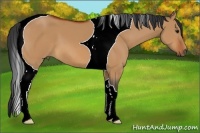 Horse Color:Bay Dun Tobiano 