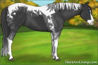 Horse Color:Black Splash Tobiano 