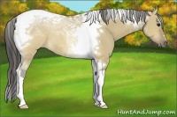 Horse Color:Buckskin Dun Tobiano 