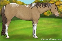 Horse Color:Classic Champagne Tobiano 