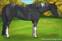 Horse Color:Black Sabino Tobiano 