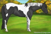 Horse Color:Black Tobiano 
