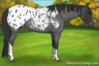 Horse Color:Blue Roan Appaloosa 