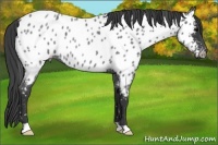 Horse Color:Blue Roan Near Leopard 