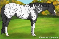 Horse Color:Blue Roan Appaloosa 
