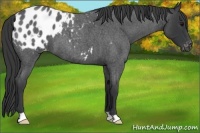 Horse Color:Blue Roan Appaloosa 