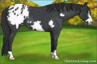 Horse Color:Blue Roan Frame Appaloosa 