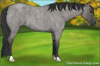 Horse Color:Grullo Roan 