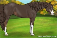 Horse Color:Liver Chestnut Sabino
