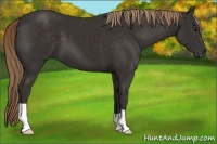 Horse Color:Liver Chestnut 