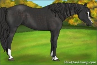 Horse Color:Liver Chestnut Sabino 