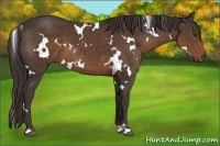 Horse Color:White Spotted Liver Chestnut 