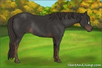 Horse Color:Liver Chestnut Rabicano