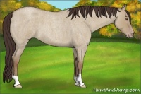 Horse Color:Classic Champagne Roan Dun 