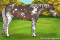 Horse Color:White Spotted Silver Black