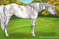 Horse Color:White Spotted Chocolate Silver Brown Chinchilla Ice Dun 