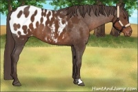 Horse Color:Liver Chestnut Appaloosa