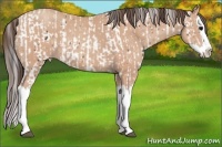 Horse Color:Brown Tobiano Appaloosa  and Amber Champagne Splash 