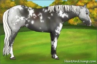 Horse Color:White Spotted Liver Chestnut Sabino 