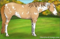 Horse Color:White Spotted Gold Champagne Splash 