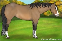 Horse Color:Brown Dun Sabino Splash