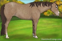 Horse Color:Classic Champagne Sabino 