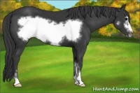 Horse Color:Black Sabino Frame 
