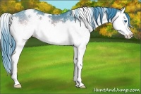 Horse Color:Watercolor White Spotted Buckskin Onyx Splash Rabicano 
