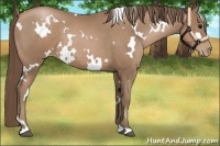 Horse Color:White Spotted Black Pearl