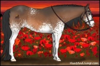 Horse Color:White Spotted Buckskin