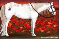 Horse Color:Smoky Blue Roan Pearl Splash Appaloosa 