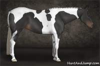 Horse Color:Liver Chestnut Tobiano