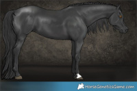 Horse Color:Black 