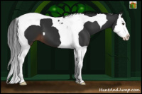 Horse Color:Liver Chestnut Splash Tobiano